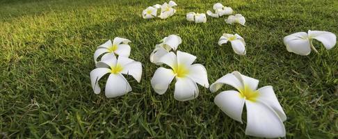 tropische Spa-Blume Plumeria in einem Gartendorf foto