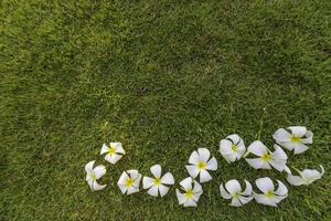 tropische Spa-Blume Plumeria in einem Gartendorf foto