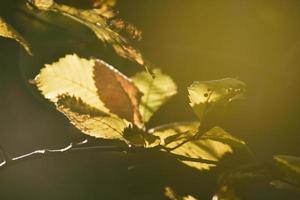 bunt Herbst Blätter auf ein Baum Ast im das warm Sonnenschein foto
