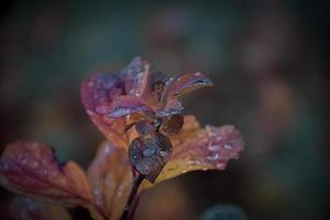 rot Blätter von ein Busch im das warm Herbst Sonne nach ein kalt Regen foto