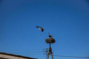 kostenlos Vögel Störche auf ein Hintergrund von das Blau Himmel im Flug Kampf zum Gniazo im das Frühling foto