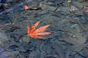 Herbst farbig Blatt Lügen auf sauber kalt Wasser foto