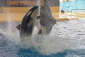 ein Show von schwarz und Weiß Säugetiere im das Zoo foto