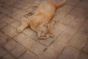 Ingwer Katze faulenzen auf das Beton Pflaster auf ein warm Nachmittag foto