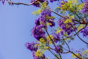 lila Palisander Blume Mimosifolia auf ein Baum auf ein Frühling Tag foto