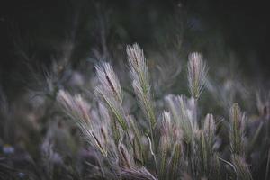 Grün Weizen im Nahansicht auf ein Landwirte Feld im Frühling Tag foto