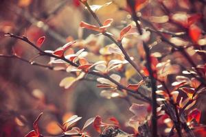 Herbst rot Busch Berberitze im das Strahlen von das Morgen Sonne, foto