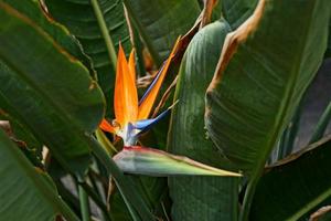 schön Blühen königlich Strelitzia gegen das Hintergrund von Grün Blätter im ein natürlich Umgebung im das Garten foto