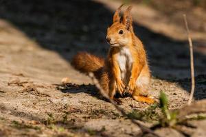 Eichhörnchen sitzt auf einem Baum foto