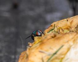 Makro Nahaufnahme einer Stubenfliege Cyclorrhapha, eine häufige Fliegenart in Häusern gefunden foto