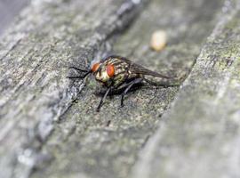 Makro Nahaufnahme einer Stubenfliege Cyclorrhapha, eine häufige Fliegenart in Häusern gefunden foto