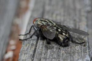 Makro Nahaufnahme einer Stubenfliege Cyclorrhapha, eine häufige Fliegenart in Häusern gefunden foto