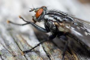 Makro Nahaufnahme einer Stubenfliege Cyclorrhapha, eine häufige Fliegenart in Häusern gefunden foto