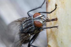 Makro Nahaufnahme einer Stubenfliege Cyclorrhapha, eine häufige Fliegenart in Häusern gefunden foto