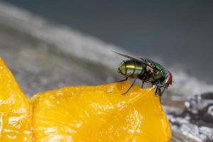 Makro Nahaufnahme einer Stubenfliege Cyclorrhapha, eine häufige Fliegenart in Häusern gefunden foto