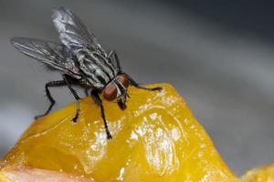 Makro Nahaufnahme einer Stubenfliege Cyclorrhapha, eine häufige Fliegenart in Häusern gefunden foto