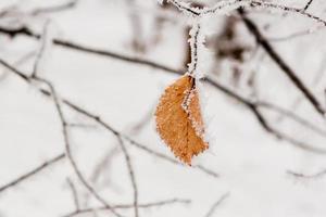 Winterblätter mit Schnee und Raureif bedeckt foto