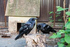 Schöne schwarze Krähen sitzen auf einem Baumstumpf foto