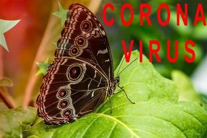 Konzept Bild Schmetterling - - Corona Virus. medizinisch Konzept. foto