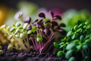 Anbau violett Grün grüne, Gesundheit frisch cfood generativ ai foto