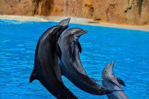 Delfine im Zoo foto