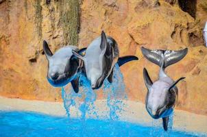 Delfine im Zoo foto