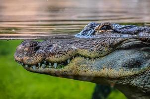 Krokodil im Wasser foto