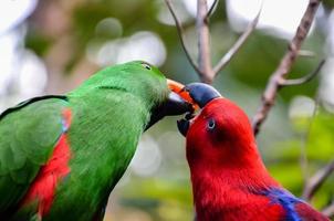 bunt klein Vogel Porträt foto