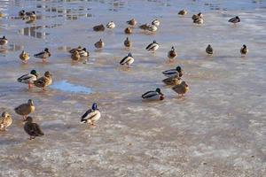 Enten auf schmelzendem Eis auf dem Spring River foto
