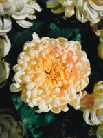Nahaufnahme einer gelben Chrysantheme foto