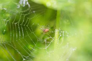 Spinne auf einem Spinnennetz mit Wassertropfen foto