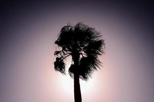 Palmen bei Sonnenuntergang foto