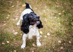 russisches Spanielporträt eines Hundes foto