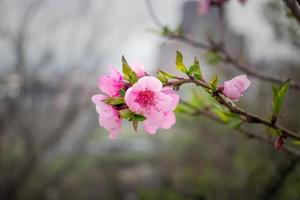 schließen oben Aprikose Rosa Knospen Blume auf Baum Konzept Foto. Fotografie mit verschwommen Hintergrund. foto