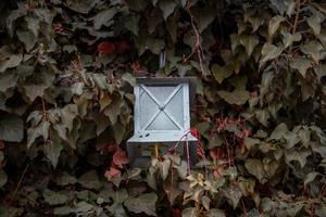 Hecke Zaun mit Laterne draußen von Gebäude Fassade. Mauer bedeckt mit Efeu Pflanze. Vorderseite Aussicht Fotografie mit Herbst Hintergrund. foto