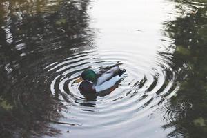 schließen oben Ente Schwimmen auf ein Teich Konzept Foto. Wasservögel Lebensraum. foto