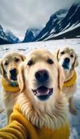 ein Gruppe von golden Retriever Hunde tragen Sweatshirt generativ ai foto