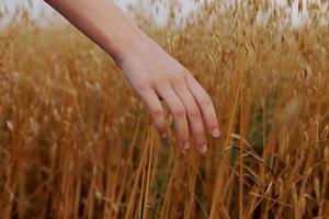 weiblich Hand Ährchen von Weizen Sonne Natur Landwirtschaft Bauernhof foto