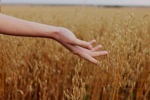 Mensch Hand draußen Landschaft Weizen Ernte Lebensstil foto