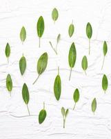 Nahaufnahme von frischen Salbeiblättern auf einem weißen hölzernen Hintergrund. alternative Medizin, frische Salvia officinalis auf einer flachen Lage foto