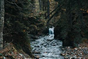 Fluss fließt zwischen das Banken im das Wald und Reise Modell- Tourismus foto