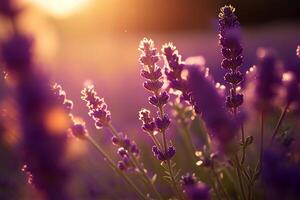 Lavendel Blumen im das Sonnenuntergang Licht. selektiv Fokus. generativ ai foto