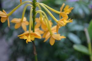 zierlich Gelb tropisch Blumen Blühen im ein Garten foto
