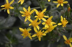 ziemlich Gelb tropisch Blumen Blühen und blühen foto