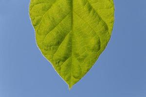 schließen oben von Grün Blatt gegen Blau Himmel foto