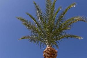 oben von Palme Baum gegen Blau Himmel foto