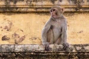 Affe Sitzung auf Mauer von alt Gebäude im Jaipur, Indien foto