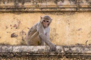 vorsichtig Affe Sitzung auf alt Haus im Jaipur, Indien foto