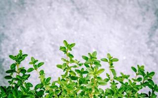 Nahaufnahme von Zitronenthymianblättern aus einem Kräutergarten. Thymus citriodorus, Zitronenthymian oder Zitrus-Thymian-Blütenpflanzen der Familie der Lamiaceae foto