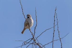 Spatz Sitzung auf Ast von Busch gegen Blau Himmel foto